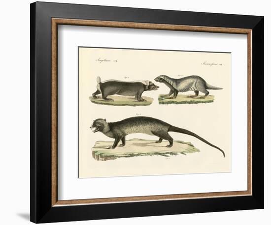 Strange Skunks-null-Framed Giclee Print