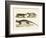 Strange Skunks-null-Framed Giclee Print