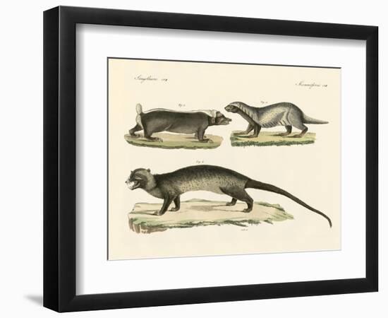 Strange Skunks--Framed Giclee Print