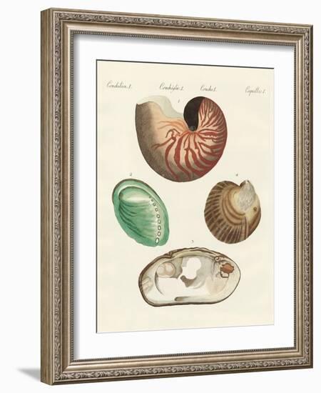 Strange Snails and Clams-null-Framed Giclee Print