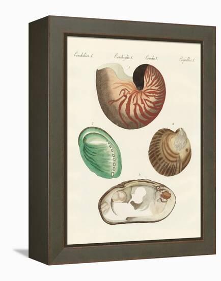 Strange Snails and Clams-null-Framed Premier Image Canvas