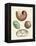 Strange Snails and Clams-null-Framed Premier Image Canvas