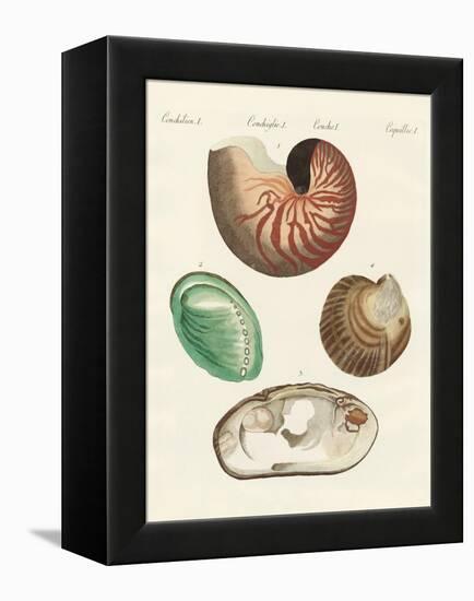 Strange Snails and Clams-null-Framed Premier Image Canvas