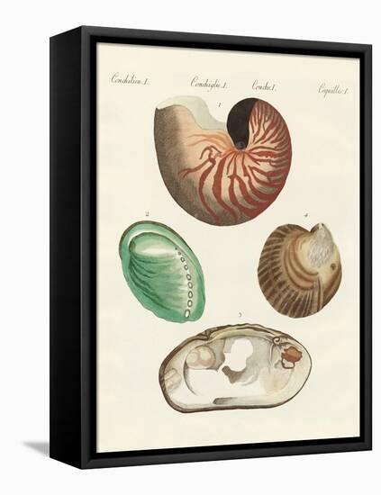 Strange Snails and Clams-null-Framed Premier Image Canvas