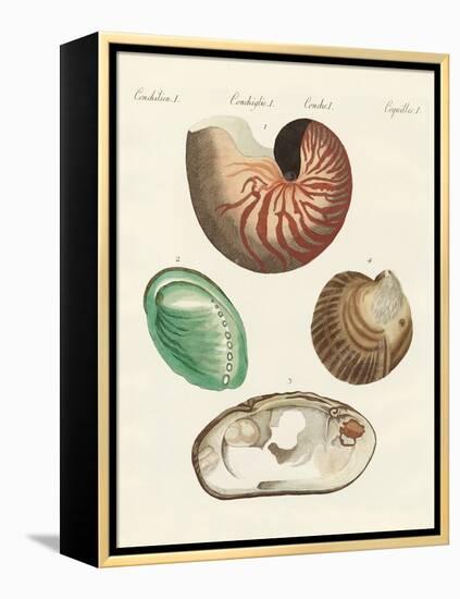 Strange Snails and Clams-null-Framed Premier Image Canvas