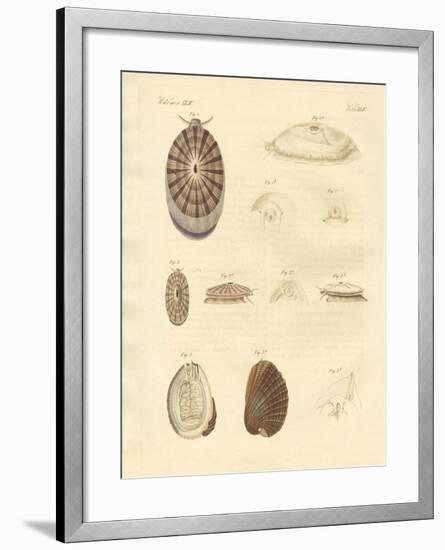 Strange Snails-null-Framed Giclee Print