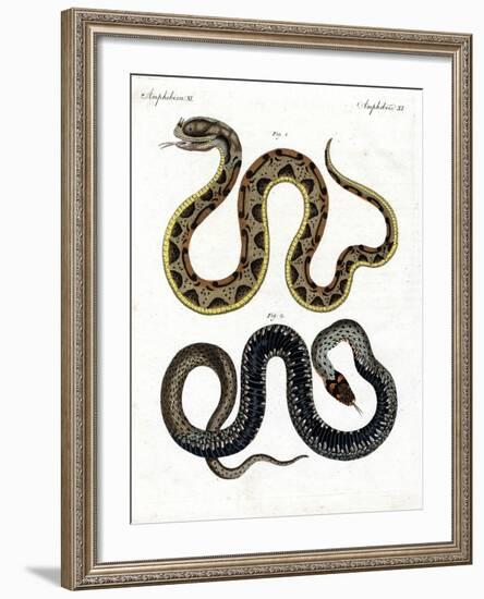 Strange Snake-null-Framed Giclee Print