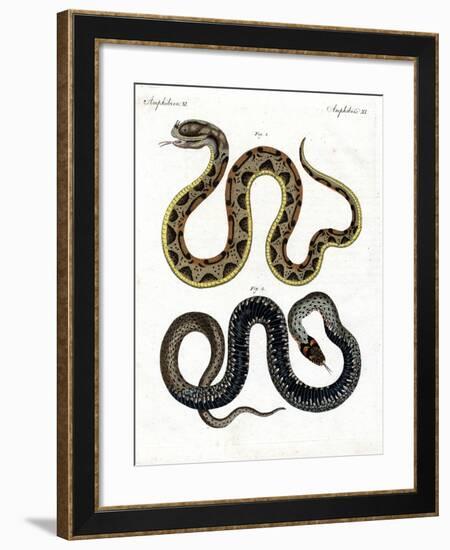 Strange Snake-null-Framed Giclee Print