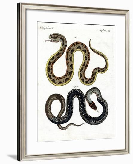 Strange Snake-null-Framed Giclee Print