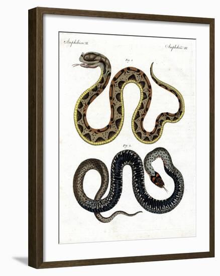 Strange Snake-null-Framed Giclee Print