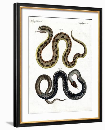 Strange Snake-null-Framed Giclee Print