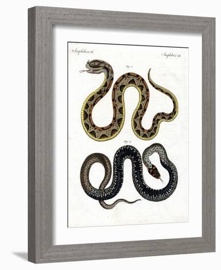 Strange Snake-null-Framed Giclee Print