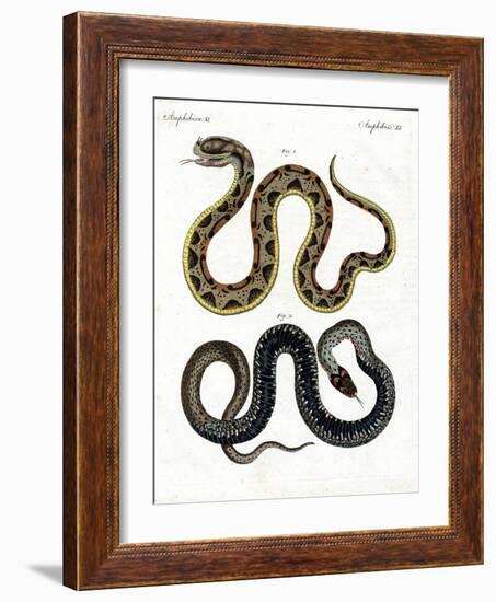 Strange Snake-null-Framed Giclee Print