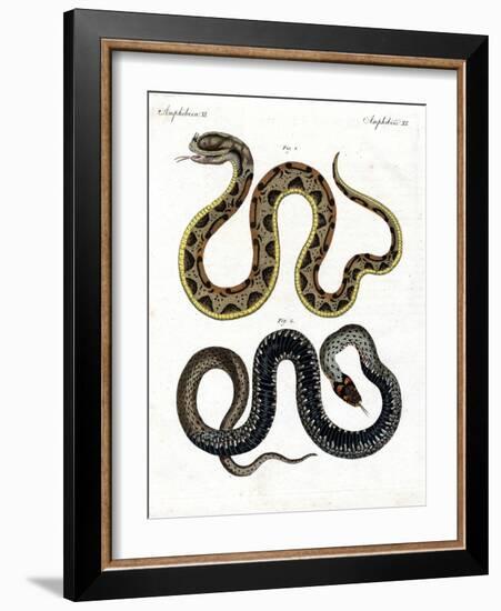 Strange Snake-null-Framed Giclee Print