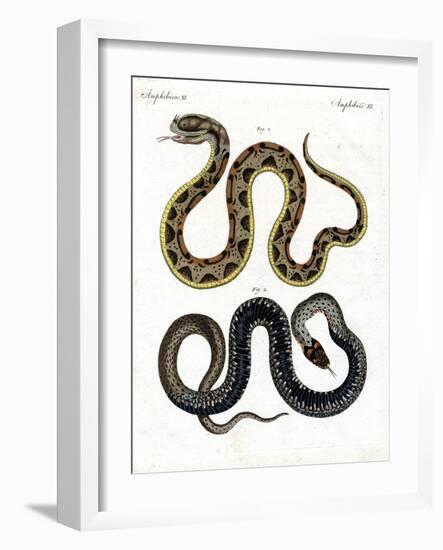 Strange Snake-null-Framed Giclee Print