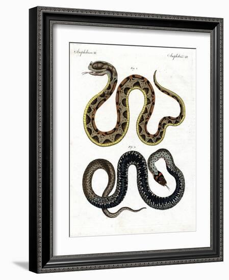 Strange Snake-null-Framed Giclee Print