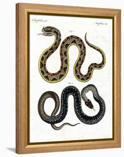 Strange Snake-null-Framed Premier Image Canvas