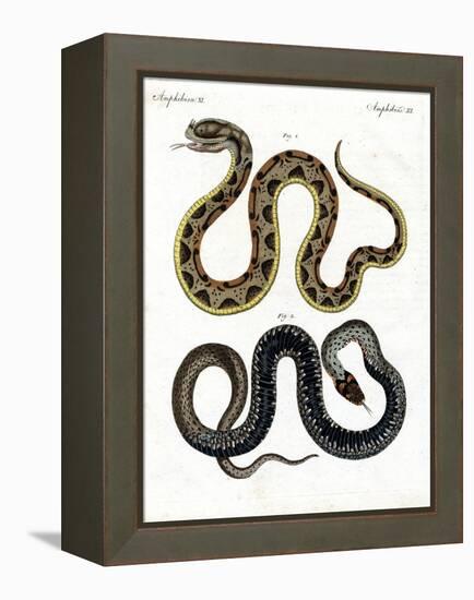 Strange Snake-null-Framed Premier Image Canvas