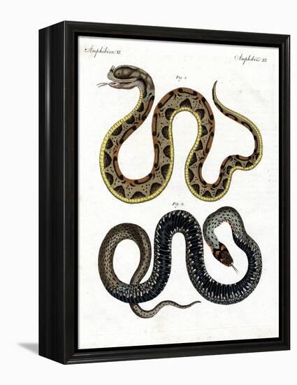 Strange Snake-null-Framed Premier Image Canvas