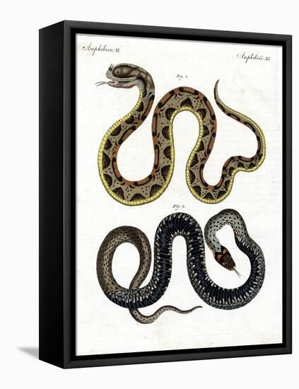 Strange Snake-null-Framed Premier Image Canvas