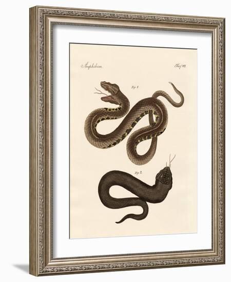 Strange Snake-null-Framed Giclee Print