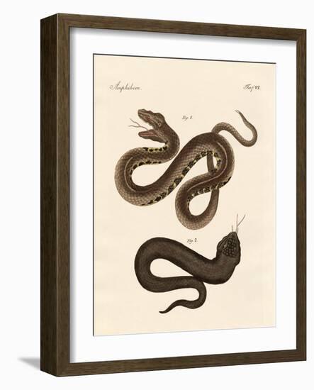 Strange Snake-null-Framed Giclee Print