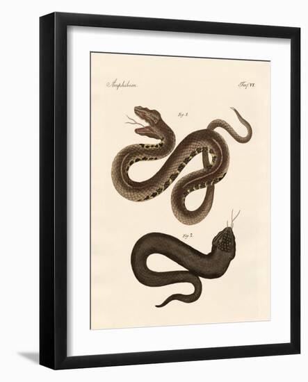 Strange Snake-null-Framed Giclee Print