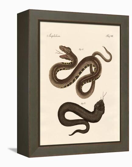 Strange Snake-null-Framed Premier Image Canvas