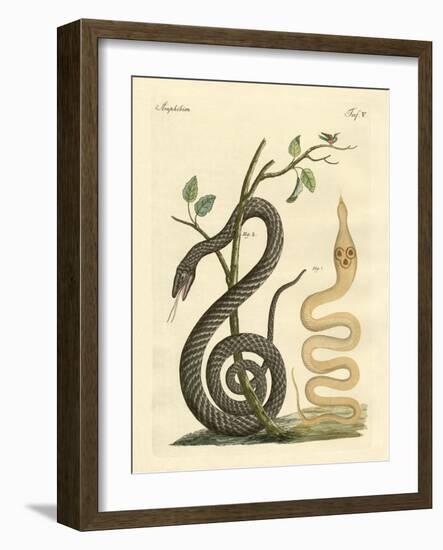 Strange Snake-null-Framed Giclee Print