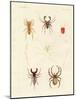 Strange Spiders-null-Mounted Giclee Print