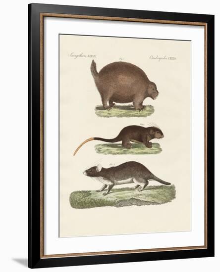 Strange Spiny Animals-null-Framed Giclee Print