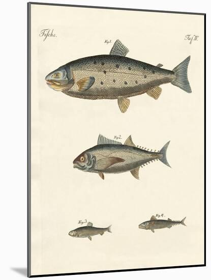 Strange Trading Fish-null-Mounted Giclee Print