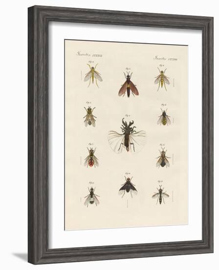 Strange Two-Winged Insects-null-Framed Giclee Print
