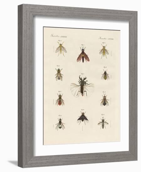 Strange Two-Winged Insects-null-Framed Giclee Print