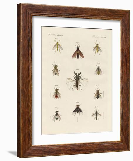 Strange Two-Winged Insects-null-Framed Giclee Print