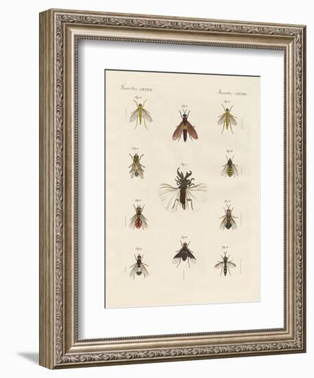 Strange Two-Winged Insects-null-Framed Giclee Print