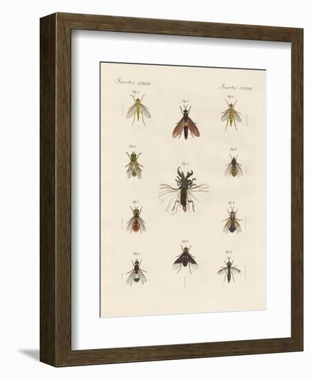 Strange Two-Winged Insects-null-Framed Giclee Print