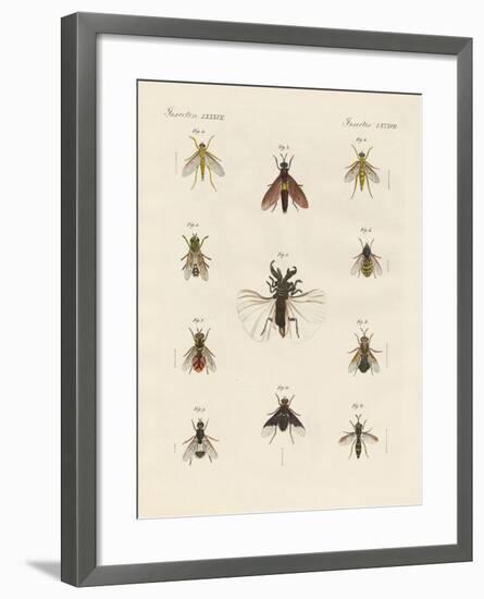 Strange Two-Winged Insects-null-Framed Giclee Print