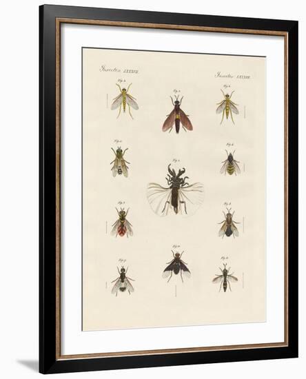 Strange Two-Winged Insects-null-Framed Giclee Print