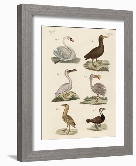 Strange Water Birds-null-Framed Giclee Print