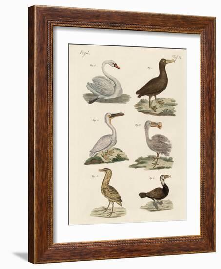 Strange Water Birds-null-Framed Giclee Print