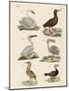 Strange Water Birds-null-Mounted Giclee Print