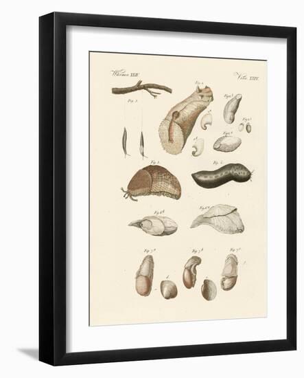 Strange Worms-null-Framed Giclee Print