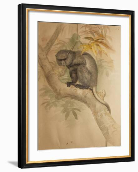 Stranger's Monkey-Joseph Wolf-Framed Giclee Print