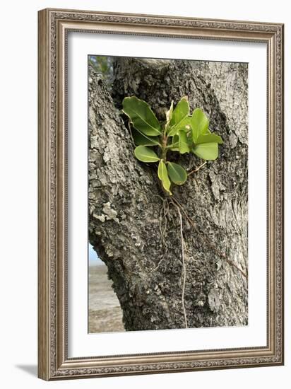 Strangler Fig (Ficus Aurea)-Bob Gibbons-Framed Photographic Print