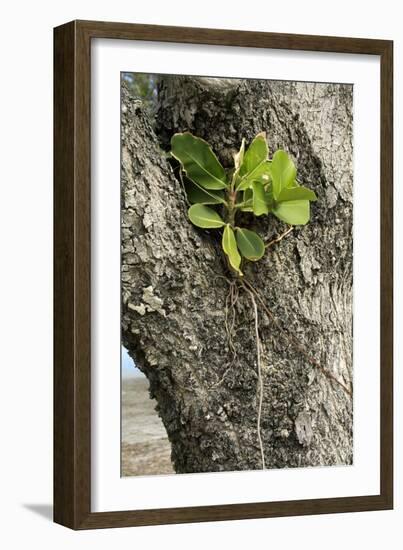Strangler Fig (Ficus Aurea)-Bob Gibbons-Framed Photographic Print