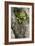 Strangler Fig (Ficus Aurea)-Bob Gibbons-Framed Photographic Print