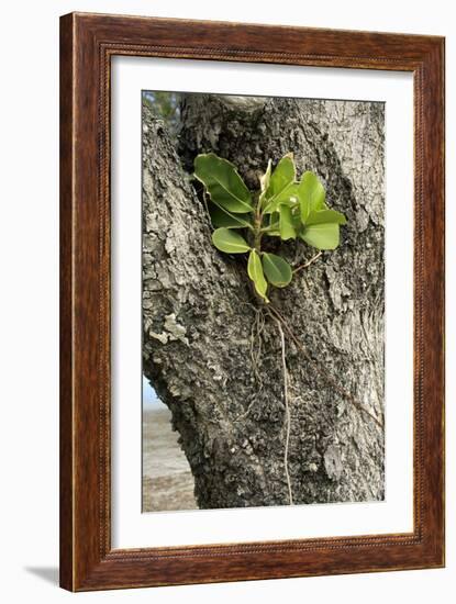 Strangler Fig (Ficus Aurea)-Bob Gibbons-Framed Photographic Print