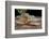 Strap-snouted brownsnake in defensive posture, Australia-Robert Valentic-Framed Photographic Print