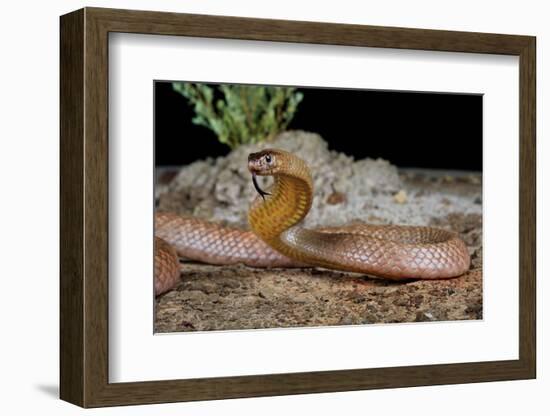 Strap-snouted brownsnake in defensive posture, Australia-Robert Valentic-Framed Photographic Print